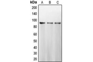 Western blot analysis of Calnexin expression in MCF7 (A), HeLa (B), MDAMB231 (C) whole cell lysates. (Calnexin Antikörper  (C-Term))