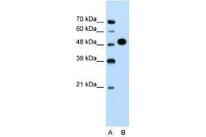 MKRN1 antibody used at 1. (MKRN1 Antikörper  (N-Term))
