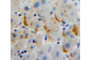 Immunohistochemistry (IHC) image for anti-Leukocyte Immunoglobulin-Like Receptor, Subfamily A (With TM Domain), Member 2 (LILRA2) (AA 217-438) antibody (ABIN1859661)