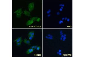 ABIN570913 Immunofluorescence analysis of paraformaldehyde fixed HepG2 cells, permeabilized with 0. (SPRY1 Antikörper  (C-Term))