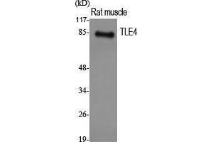 Western Blotting (WB) image for anti-Transducin-like Enhancer Protein 4 (TLE4) (Internal Region) antibody (ABIN3187281) (TLE4 Antikörper  (Internal Region))