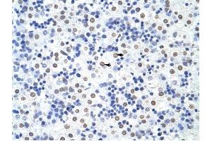 HNRPUL1 antibody was used for immunohistochemistry at a concentration of 4-8 ug/ml to stain Hepatocytes (arrows) in Human Liver. (HNRNPUL1 Antikörper  (C-Term))