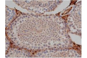 ABIN6267357 at 1/200 staining Mouse testis tissue sections by IHC-P.