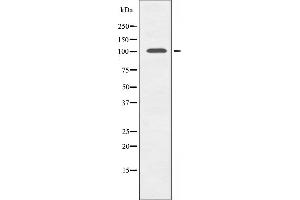 Western blot analysis of extracts from mouse brain cells, using GCN5L2 antibody. (KAT2A Antikörper  (C-Term))
