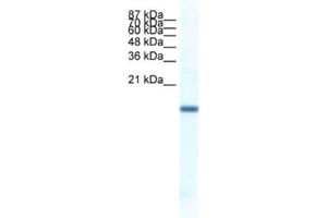Western Blotting (WB) image for anti-Fer3-Like (FERD3L) antibody (ABIN2461315) (FERD3L Antikörper)