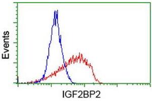 Image no. 3 for anti-Insulin-Like Growth Factor 2 mRNA Binding Protein 2 (IGF2BP2) antibody (ABIN1498824)