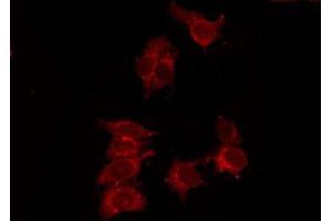 ABIN6278576 staining 293 by IF/ICC. (P2RY14 Antikörper  (Internal Region))