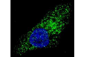 Fluorescent image of  cells stained with ATG9A (C-term) antibody. (ATG9A Antikörper  (C-Term))