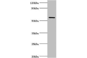 Western blot All lanes: Growth factor receptor-bound protein 7 antibody at 2 μg/mL + Rat brain tissue Secondary Goat polyclonal to rabbit IgG at 1/10000 dilution Predicted band size: 60, 50, 63, 56 kDa Observed band size: 60 kDa