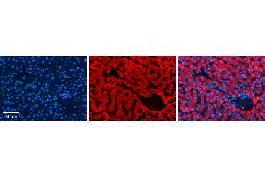 P4HB antibody - C-terminal region          Formalin Fixed Paraffin Embedded Tissue:  Human Liver Tissue    Observed Staining:  Cytoplasm in hepatocytes   Primary Antibody Concentration:  1:100    Secondary Antibody:  Donkey anti-Rabbit-Cy3    Secondary Antibody Concentration:  1:200    Magnification:  20X    Exposure Time:  0. (P4HB Antikörper  (C-Term))
