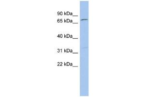 WB Suggested Anti-ZFP90 Antibody Titration:  0. (ZNF90 Antikörper  (Middle Region))
