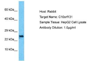 Host: Rabbit Target Name: C10orf131 Sample Type: HepG2 Whole Cell lysates Antibody Dilution: 1. (CC2D2B Antikörper  (Middle Region))