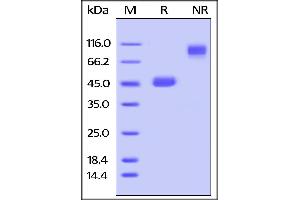 Mouse GITR Ligand / TNFSF18, Fc Tag on SDS-PAGE under reducing (R) and no-reducing (NR) conditions.