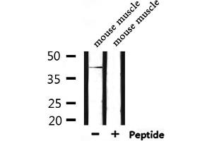 HORMAD1 Antikörper  (C-Term)