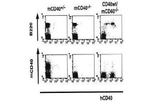Flow Cytometry (FACS) image for anti-CD40 (CD40) (Extracellular Domain) antibody (Biotin) (ABIN2451934) (CD40 Antikörper  (Extracellular Domain) (Biotin))