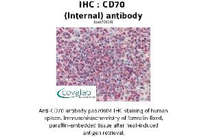 Image no. 1 for anti-CD70 Molecule (CD70) (Internal Region) antibody (ABIN1732875) (CD70 Antikörper  (Internal Region))