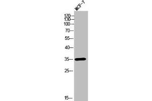 Western Blot analysis of MCF-7 cells using Olfactory receptor 2T11 Polyclonal Antibody (OR2T11 Antikörper  (Internal Region))