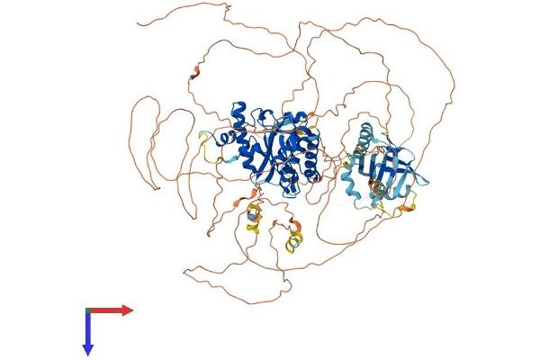 SENP7 Protein (AA 1-1037) (His tag)