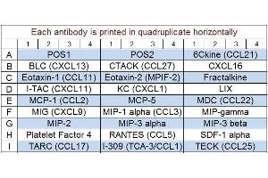 Image no. 1 for Mouse Chemokine Array Q1 (ABIN625763) (Maus Chemokine Array Q1)