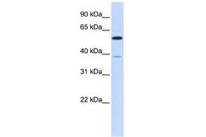 Image no. 1 for anti-Protein Phosphatase 2, Regulatory Subunit B' alpha (PPP2R5A) (AA 107-156) antibody (ABIN6741013)