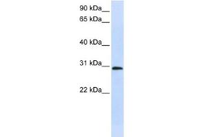 C6ORF21 antibody used at 1 ug/ml to detect target protein. (LY6G6F Antikörper  (Middle Region))