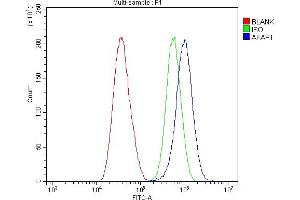 Flow Cytometry analysis of A549 cells using anti-AFAP/AFAP1 antibody (ABIN7601861). (AFAP Antikörper  (AA 498-730))