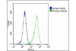 Overlay histogram showing Hela cells stained with B(green line). (Periostin Antikörper  (C-Term))