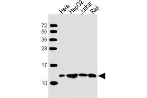 All lanes : Anti-HSPE1 Antibody (Center) at1:2000 dilution Lane 1: Hela whole cell lysate Lane 2: HepG2 whole cell lysate Lane 3: Jurkat whole cell lysate Lane 4: Raji whole cell lysate Lysates/proteins at 20 μg per lane. (HSPE1 Antikörper  (AA 38-64))
