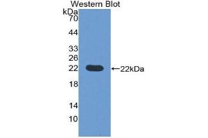 Western Blotting (WB) image for anti-Prepronociceptin (PNOC) (AA 20-176) antibody (ABIN1176128)