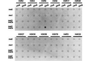 Dot-blot analysis of all sorts of methylation peptides using H3R8me2s antibody. (Histone 3 Antikörper  (H3R8me2s))