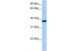 Western Blotting (WB) image for anti-Actin-Related Protein T2 (ACTRT2) antibody (ABIN2463523) (ACTRT2 Antikörper)