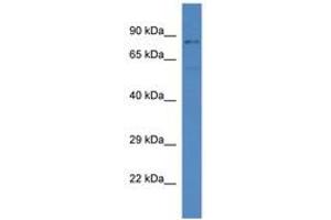 Image no. 1 for anti-serum/glucocorticoid Regulated Kinase Family, Member 3 (SGK3) (C-Term) antibody (ABIN6746411)