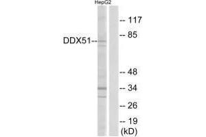 DDX51 antibody  (C-Term)