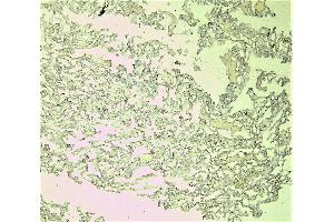 Immunohistochemistry (IHC) image for anti-Ionized Calcium-binding Adapter Molecule 1 (IBA1) (C-Term) antibody (ABIN184738)