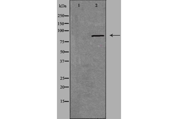 CHPF2 Antikörper  (N-Term)