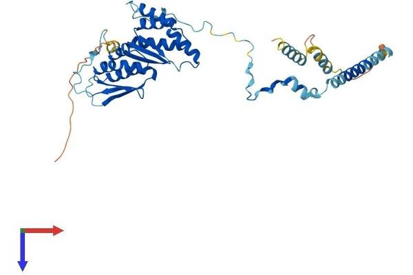 KRR1 Protein (AA 1-380) (His tag)