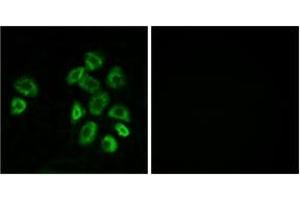 Immunofluorescence (IF) image for anti-G Protein-Coupled Receptor, Family C, Group 5, Member B (GPRC5B) (AA 61-110) antibody (ABIN2890862)