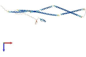 TNIP2 Protein (AA 1-429) (His tag)