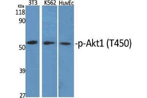 Western Blot (WB) analysis of specific cells using Phospho-Akt1 (T450) Polyclonal Antibody. (AKT1 Antikörper  (pThr450))