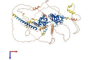 EPAS1 Protein (AA 1-870) (His tag)