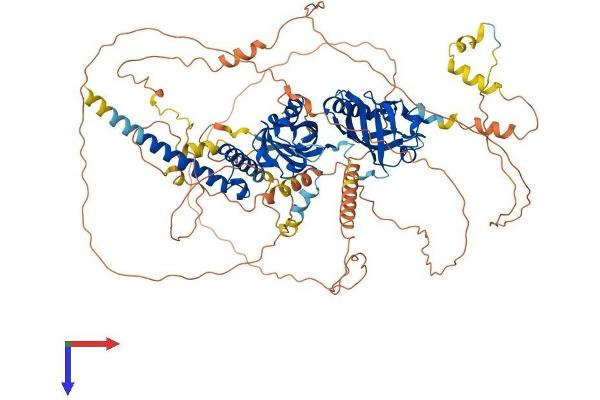 EPAS1 Protein (AA 1-870) (His tag)