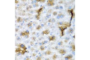Immunohistochemistry of paraffin-embedded mouse liver using NCL antibody (ABIN5975400) at dilution of 1/200 (40x lens). (Nucleolin Antikörper)