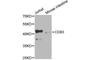 Western blot analysis of extracts of various cell lines, using CD83 antibody (ABIN1871655) at 1:1000 dilution. (CD83 Antikörper)