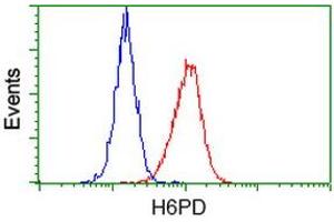 Flow cytometric Analysis of Hela cells, using anti-H6PD antibody (ABIN2453103), (Red), compared to a nonspecific negative control antibody (TA50011), (Blue). (Glucose-6-Phosphate Dehydrogenase Antikörper)