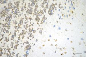 Immunohistochemistry was performed on paraffin-embedded mouse brain using DUT antibody (ABIN7798312), 1:200). (Rekombinanter Deoxyuridine Triphosphatase (DUT) Antikörper)