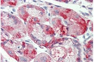 Anti-SLC12A2 / NKCC1 antibody  ABIN960803 IHC staining of human stomach.