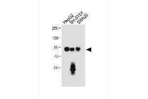 All lanes : Anti-PROX1 Antibody (Center) at 1:500 dilution Lane 1: HepG2 whole cell lysate Lane 2: SH-SY5Y, whole cell lysate Lane 3: S whole cell lysate Lysates/proteins at 20 μg per lane. (PROX1 Antikörper  (AA 185-214))