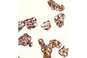 Immunohistochemical analysis of paraffin-embedded H. (DLK1 Antikörper  (C-Term))