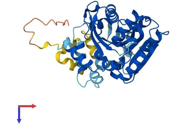 ABHD4 Protein (AA 1-342) (His tag)