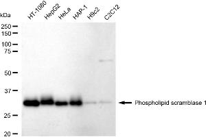 Western blotting analysis using Phospholipid scramblase 1 antibody (ABIN7799825). (Rekombinanter PLSCR1 Antikörper)